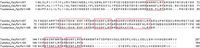 FMRFamide-Related Peptides Signaling Is Involved in the Regulation of Muscle Contractions in Two Tenebrionid Beetles